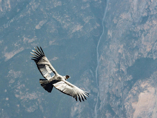 Which Birds Live the Longest? Discover the Lifespan of Birds