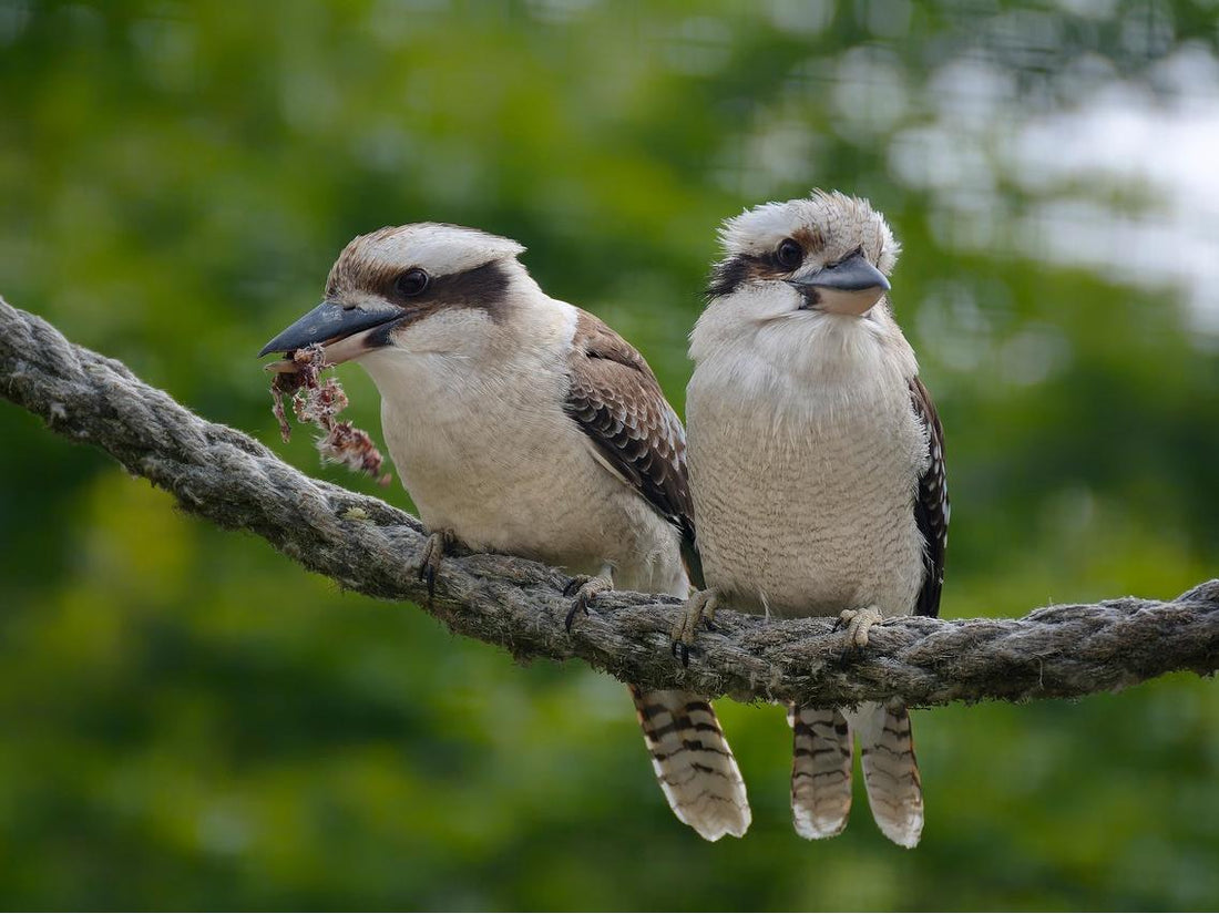 A pair of kookaburra couple snuggle together.