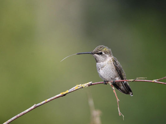 An Anna's hummingbird sticks out its tongue.