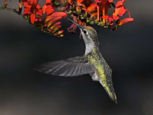 An Anna's hummingbird drinks nectar from a flower.