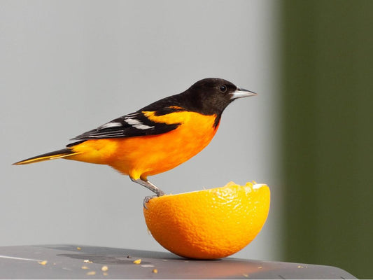 A Baltimore oriole stands on half an orange.