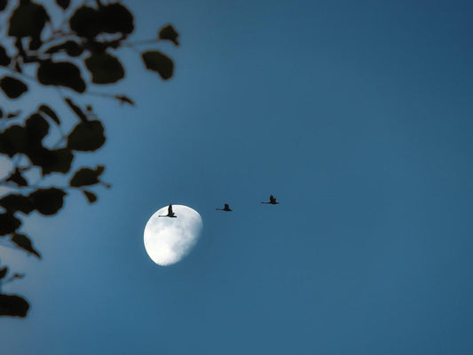 A flock of birds flew across the moonlit night sky.