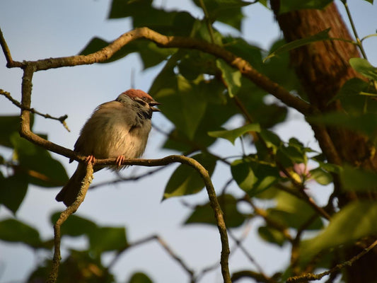 A sparrow was singing on a branch at dusk.