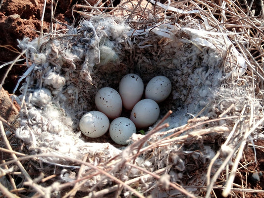 This is a bird's nest, which seems to be made of branches and picked up lamb wool. In this nest are six bird eggs.