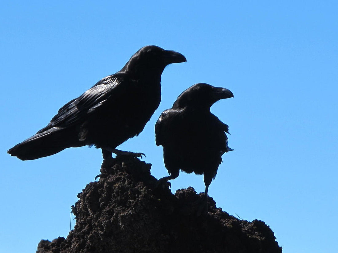 Crow Spiritual Meaning: What It Means When You See One