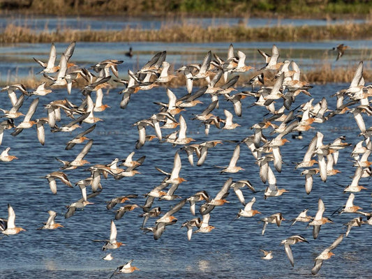 A flock of black-tailed godwits flew over the lake.