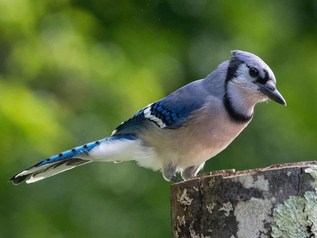 A blue jay stands on a tree stump.