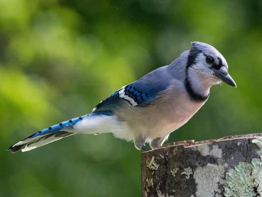 A blue jay stands on a tree stump.