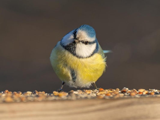 A cute blue tit is standing in front of a pile of seeds and food, looking at the camera with its head tilted cutely.