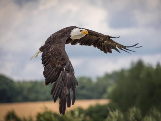 An eagle soars in the sky.