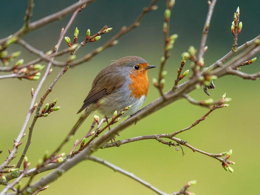 A fluffy robin bird.