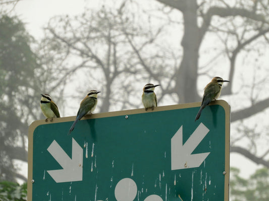 The SURPRISING Truth About Birds & Their Bathroom Habits: Do Birds Actually Pee?