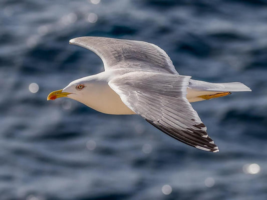 A seagull is flying over the vast ocean.