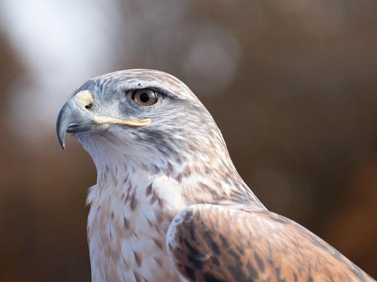 A ferruginous hawk.