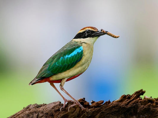 A pitta holds a bug in its mouth.