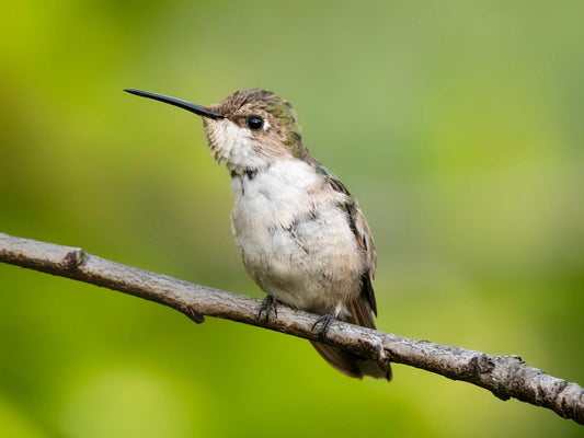 A Ruby-throated Hummingbird sits on a branch.