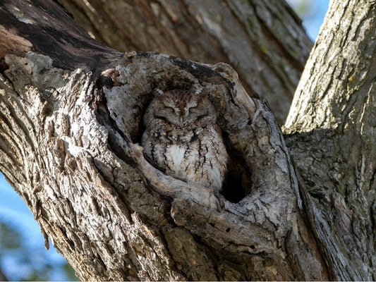 An owl was napping in a tree hole.