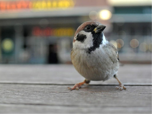 A sparrow stood on the wooden board and looked into the distance.