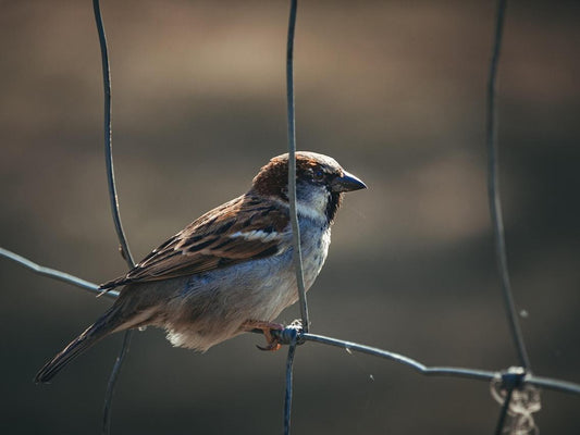 A small sparrow was standing on the wire of the fence.