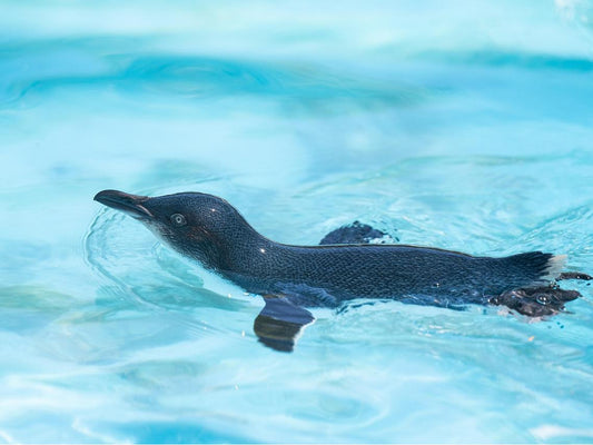 Flightless Birds: 10 Fascinating Species That Prove Wings Aren’t Just for Flying