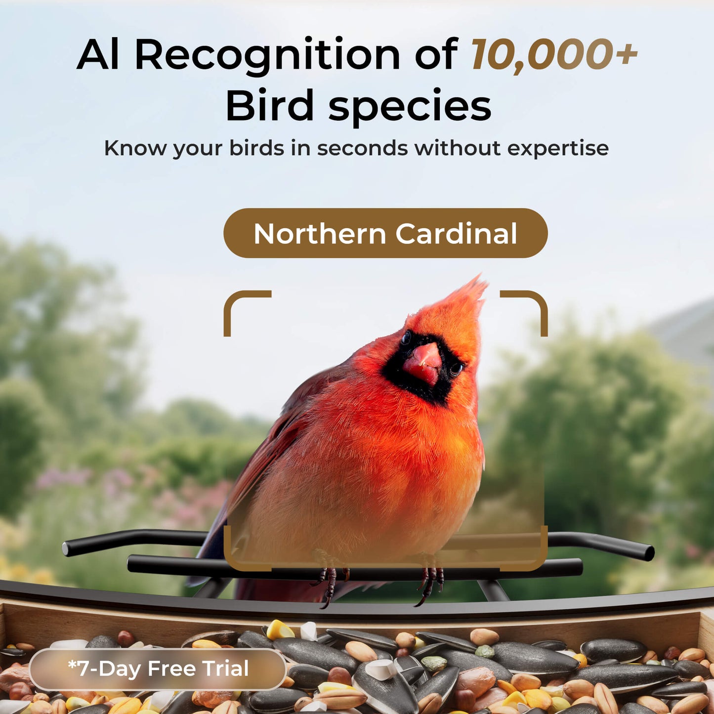 Solar Bird Feeder