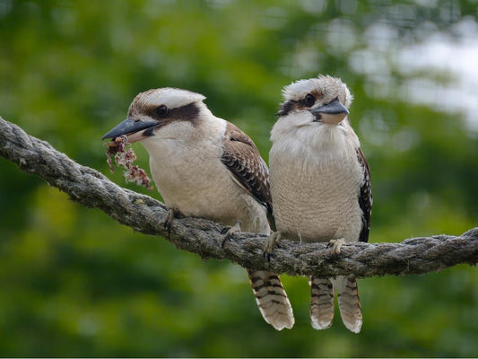 A pair of kookaburra couple snuggle together.