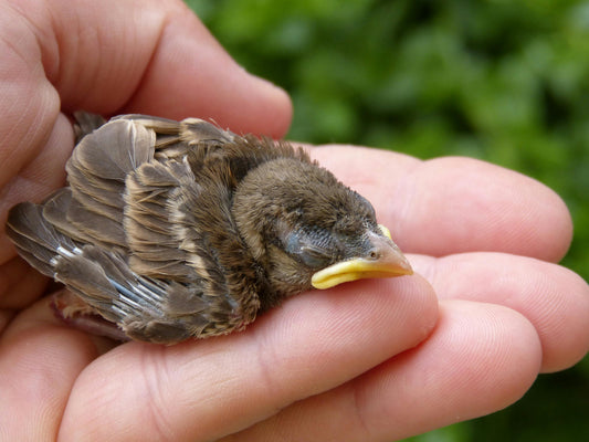What to Do If You See a Baby Bird on the Ground?