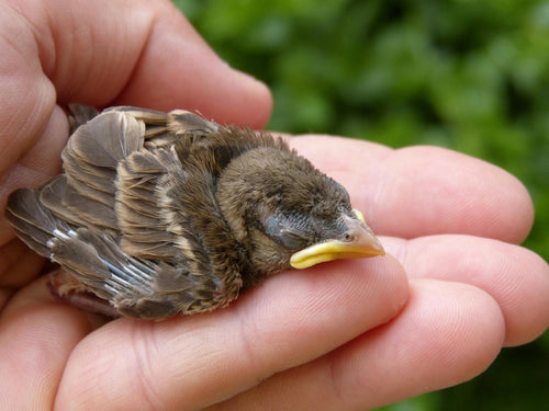 What to Do If You See a Baby Bird on the Ground?