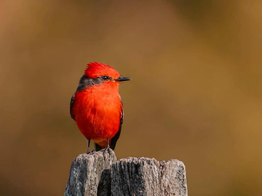 Top 10 Small Birds with Red Heads You Should Know