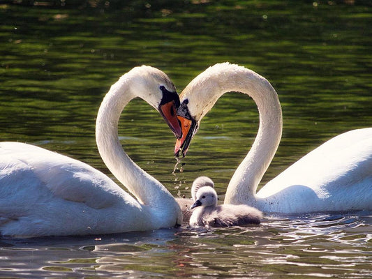 What Birds Mate for Life? 7 Birds That Do Relationships Better Than Most Humans