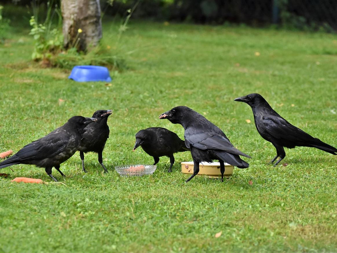 How Are Ravens and Crows Different?
