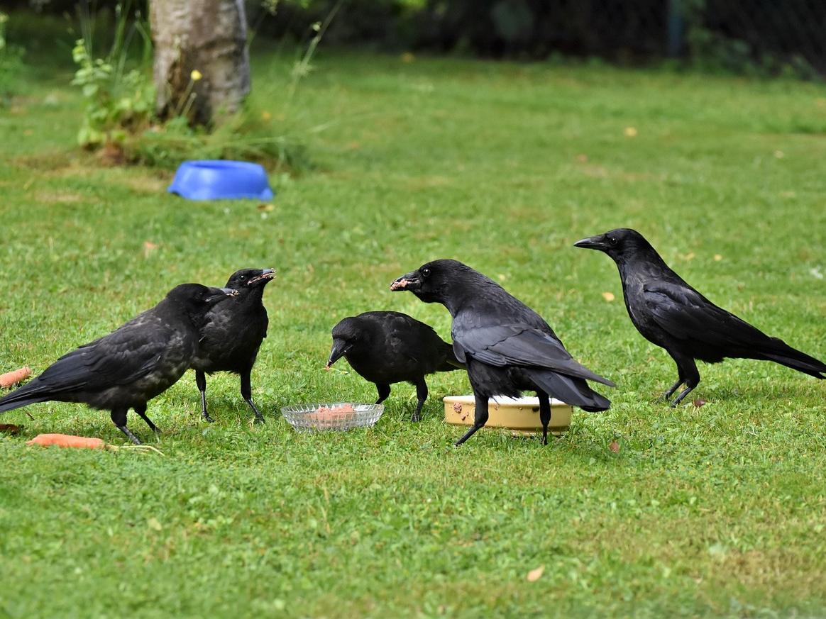 Crows Racine How Are Ravens and Crows Different? – TT Nature