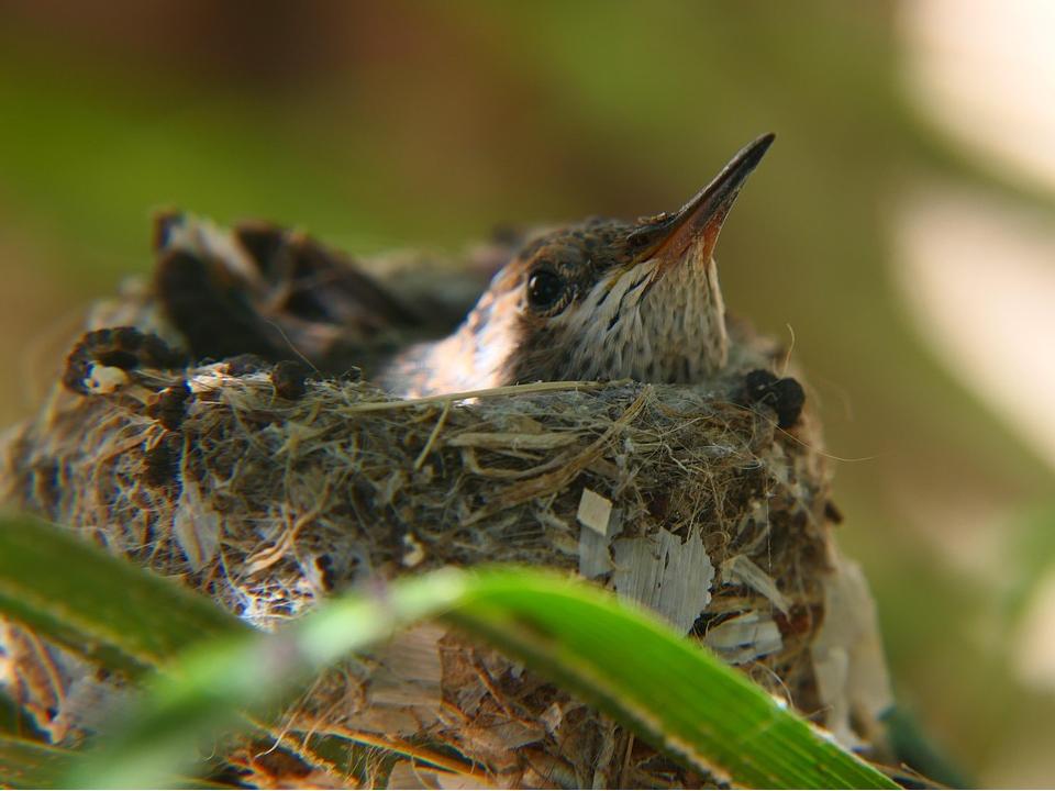 Hummingbirds Inside Inside a Hummingbird Nest: Size, Structure, and Secrets – TT Nature