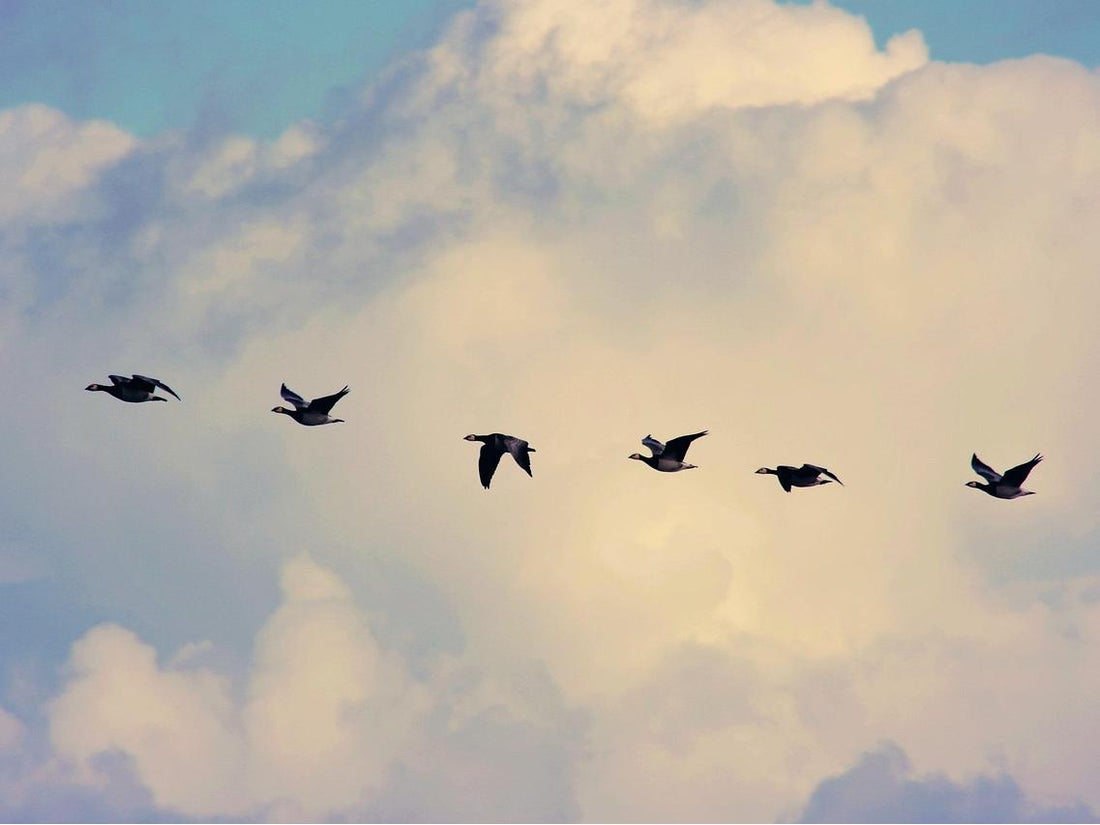 Six migratory birds fly in a row in the sky.