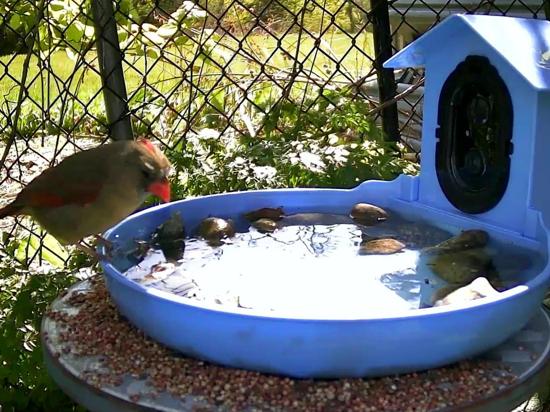 Why Do Birds Take Baths? Benefits of Bird Baths