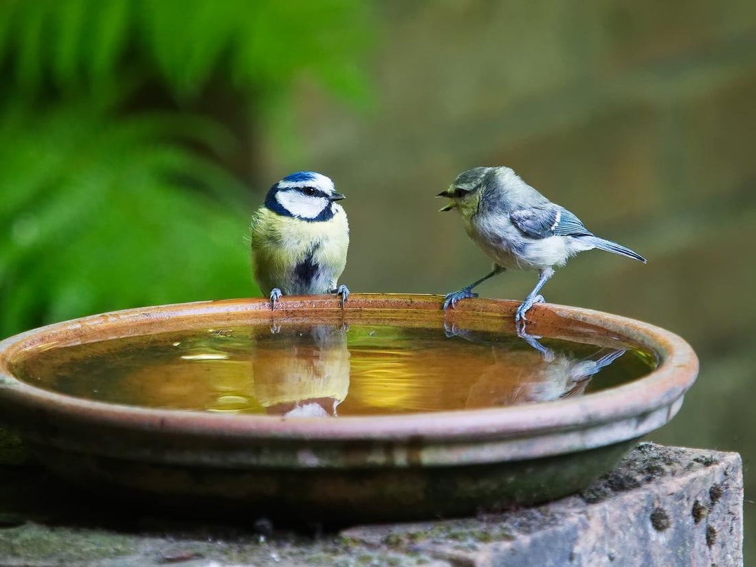 The Secret Language of Birds: How to Understand and Connect with Backyard Birds