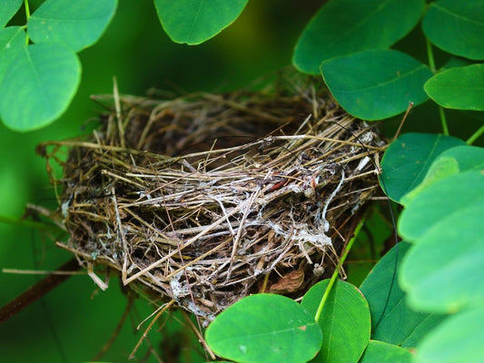 Do Birds Reuse Nests? What Every Bird Lover Should Know About Old Bird Nests