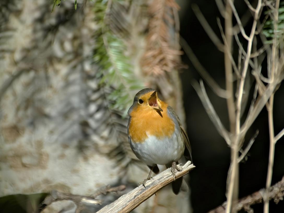 A robin opened its mouth and chirped.