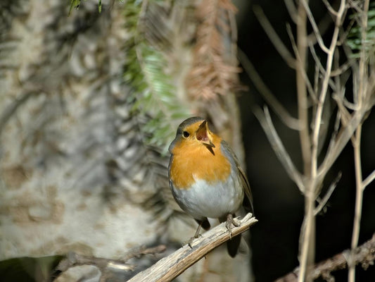 A robin opened its mouth and chirped.