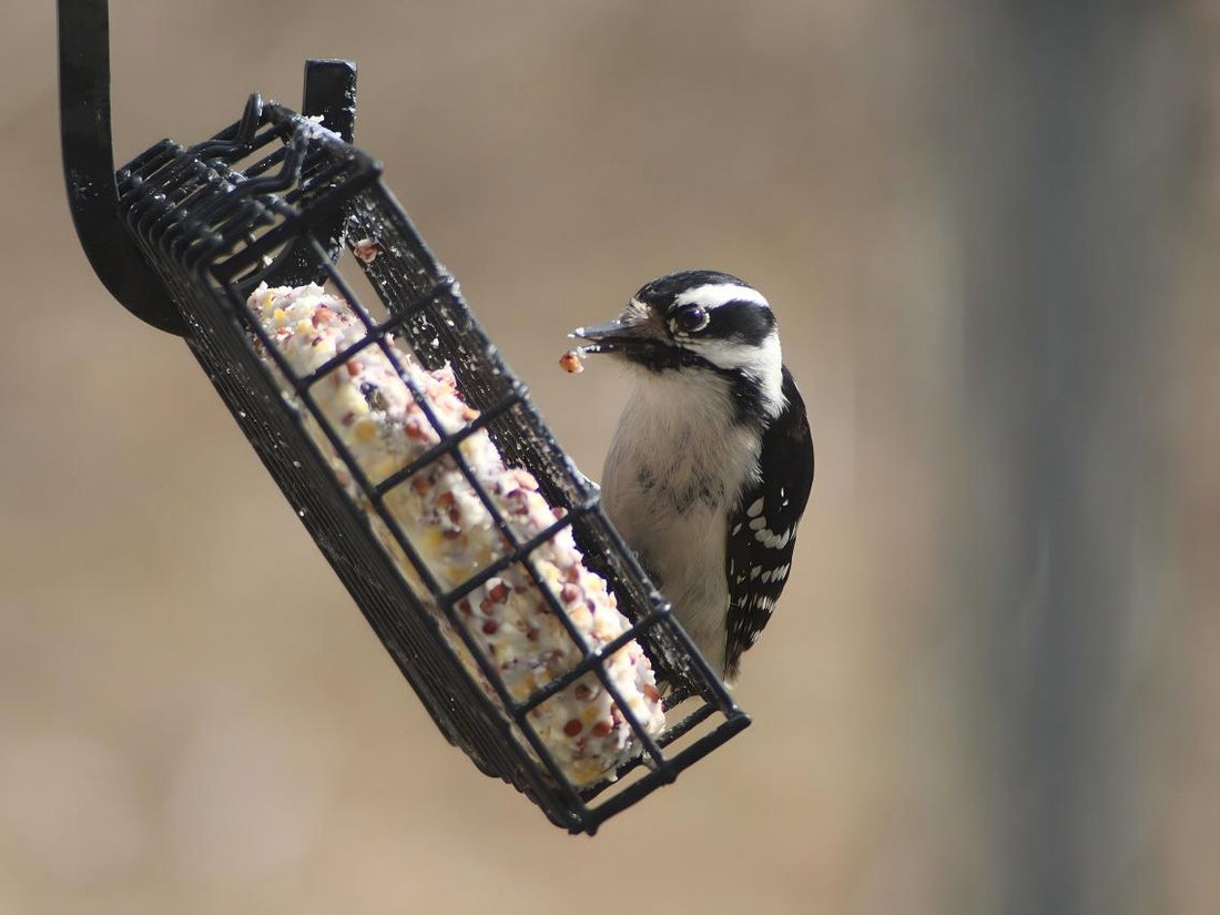 A Downey woodpecker with bird suet.