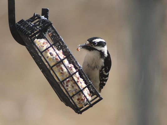 A Downey woodpecker with bird suet.