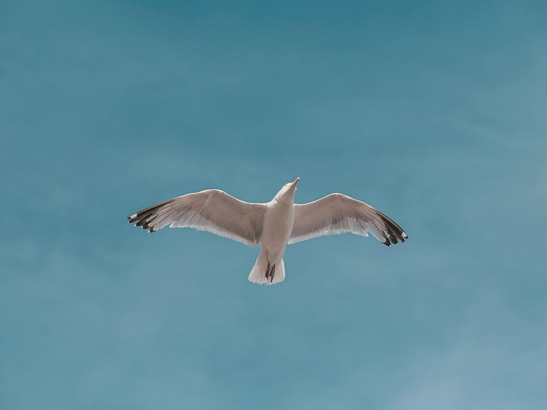 A seagull spreads its wings and soars over the sea, displaying its clearly defined feathers.