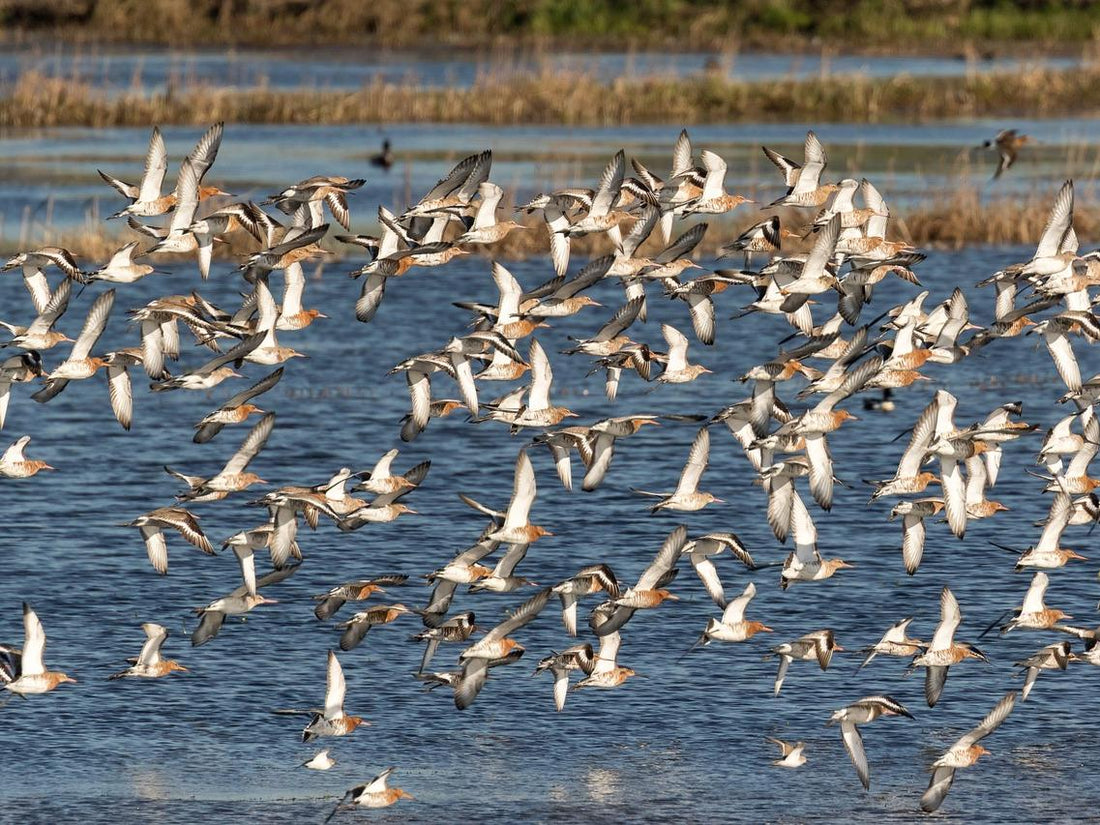 A flock of black-tailed godwits flew over the lake.