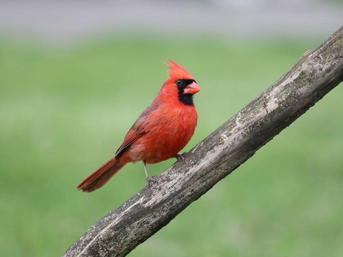 Complete Guide to U.S. State Birds: Facts, Regions, and Fun Trivia