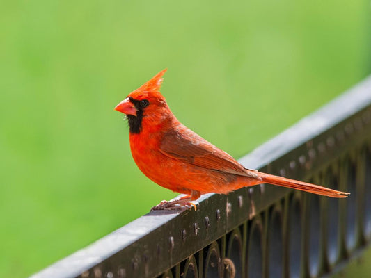A cardinal stands on a park railing.