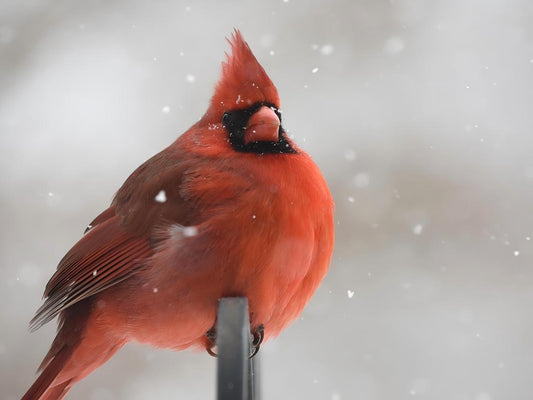 A plump male cardinal in the snow.
