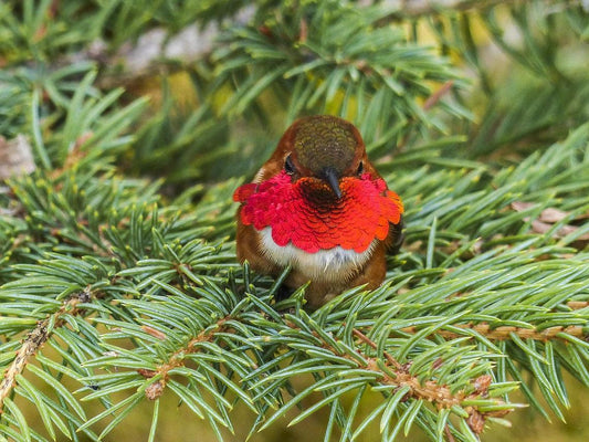 Vibrant World of Colorful Hummingbirds: Exploring Their Dazzling Colors