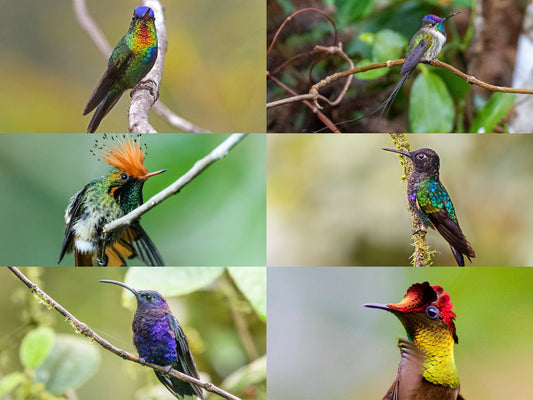 Top 10 Most Beautiful and Colorful Hummingbirds