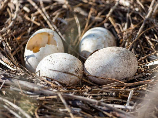 There are four eggs in a bird's nest, and one of them has hatched.