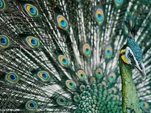 Courtship Rituals in Birds: How Birds Choose Their Mates